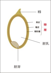 籾・胚芽・胚乳の米の構造のイラスト