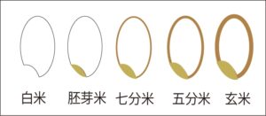白米・胚芽米・七分米・五分米・玄米の5つのイラスト