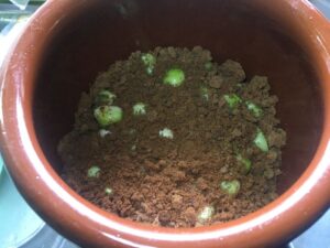 壺に入れた黒糖に無臭ニンニクを漬け込んだ画像