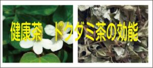 健康茶　ドクダミ茶の効能