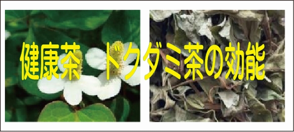 健康茶　ドクダミ茶の効能