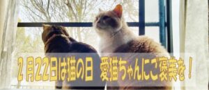 ２月２２日は猫の日　愛猫ちゃんにご褒美を！