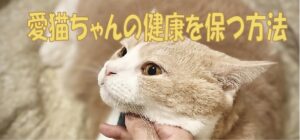 愛猫ちゃんに健康を保つ方法