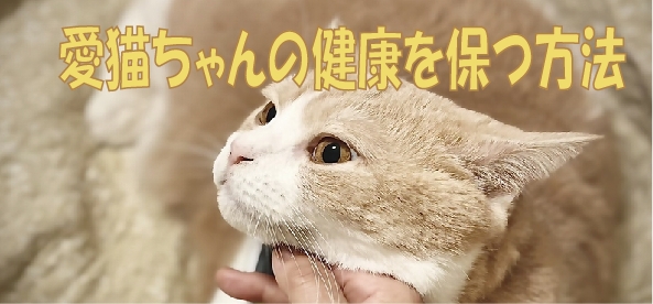 愛猫ちゃんに健康を保つ方法