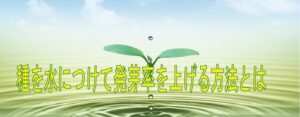 種を水につけて発芽率を上げる方法とは