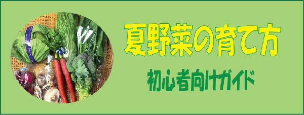 夏野菜の育て方　初心者向けガイド