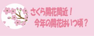 さくら開花間近！今年に開花はいつ頃？