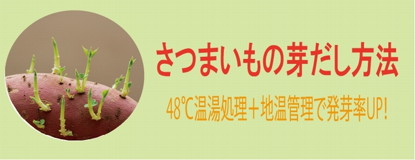 さつまいも芽出し方法　４８℃温湯処理；地温管理で発芽率UP！