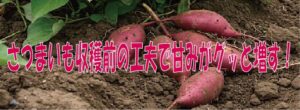 さつまいも収穫前の工夫で甘みがグッと増す！
