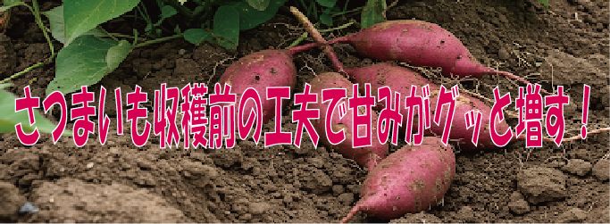 さつまいも収穫前の工夫で甘みがグッと増す！