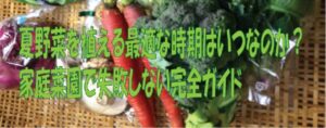 夏野菜を植える最適な時期はいつなの？家庭菜園で失敗しない完全ガイド