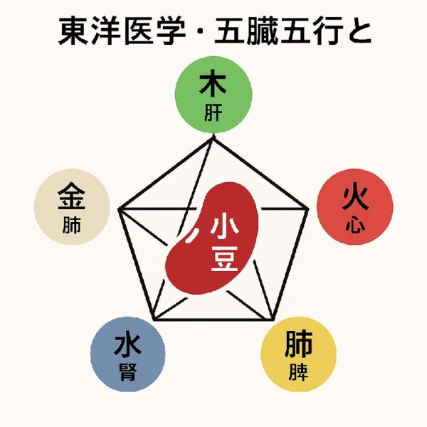 木肝・火心・肺脾・水腎・金肺の東洋医学を説明した図