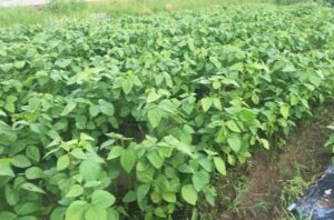 丹波黒豆の葉が青々えお茂っている画像