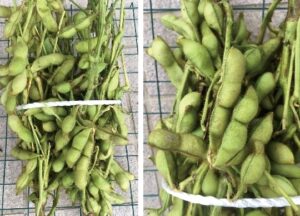 収穫された丹波黒豆に枝豆がビニールひもで縛られている画像