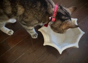 猫が水白いボールから水を飲んでいる画像