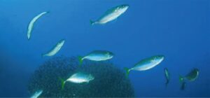 海の中をマグロとイワシが泳いでいる画像