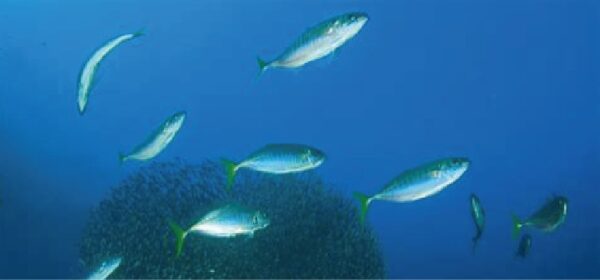 海の中をマグロとイワシが泳いでいる画像