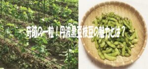 奇跡の一粒！丹波黒豆枝豆の魅力とは？