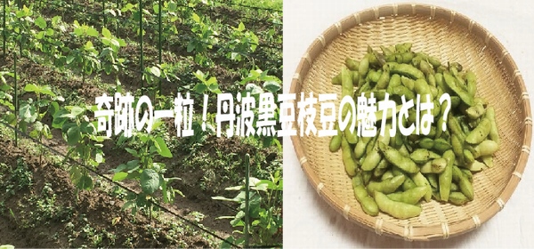奇跡の一粒！丹波黒豆枝豆の魅力とは？
