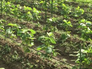 丹波黒豆の苗は植えつけされている画像