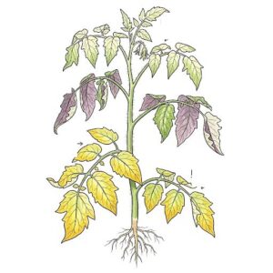 肥料不足のサインががで野菜
