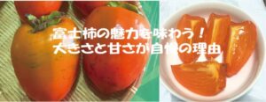 富士柿の魅力を味わう！大きさと甘さが自慢の理由
