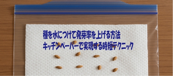 種を水につけて発芽率を上げる方法 キッチンペーパーで実現する時短テクニック