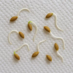 キッチンペーパーにくるんだ種から発根した画像