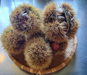 採れたての丹波栗がザルに盛り付けられている画像