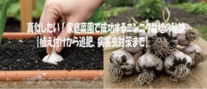 真似したい！家庭菜園で成功するニンニク栽培の秘訣【植え付けから追肥、病害虫対策まで】