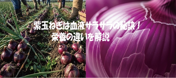紫玉ねぎは血液サラサラの秘訣！栄養の違いを解説