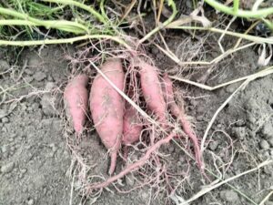 堀りあげられた栗かぐや