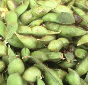 丹波黒枝豆のアップ画像