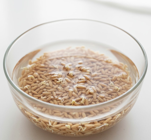 発芽玄米を浸水している様子