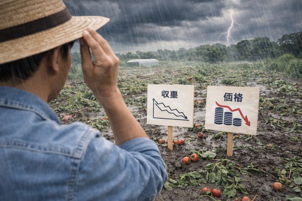 天災や肥料や苗の値上がりに悩む農家