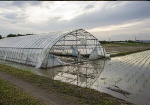 ビニールハウスが台風で倒壊した画像