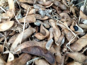 脱穀された黒豆の莢がはじけて黒豆が飛びだしている画像