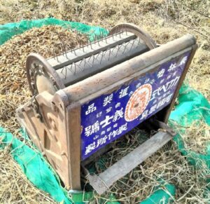 脱穀機で黒豆を脱穀している画像