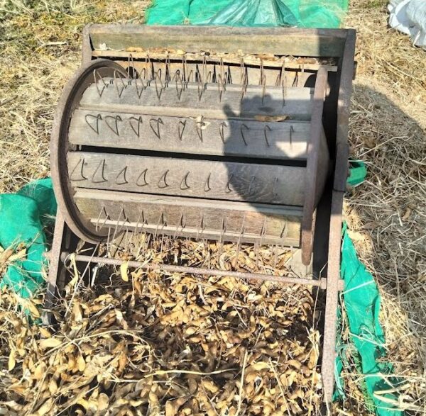 脱穀機のでおラムで黒豆を脱穀している画像