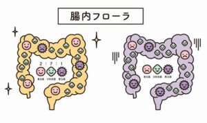 発酵食品をとることによって腸内フローラが活発に動くことを示した画像