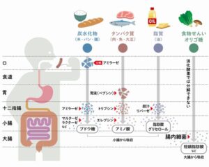食品がそれぞれどこで吸収されるかを示したがイラスト