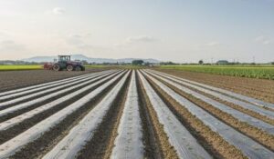 マルチシートを張った圃場の画像