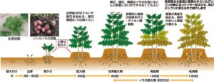 ジャガイモの植え方