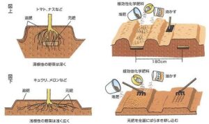 種まきから植え付けの説明画像