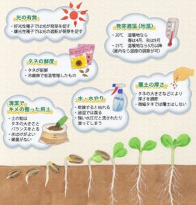 春野菜の種まきの方法を示したイラスト画像