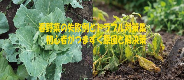 春野菜の失敗例とトラブル対策集・初心者がつまずく原因と解決策