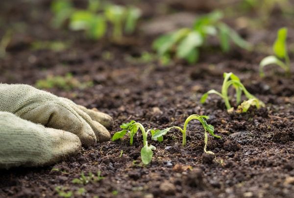 植え付け苗がしおれている画像