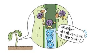 病原菌によって枯れる原因のイラスト