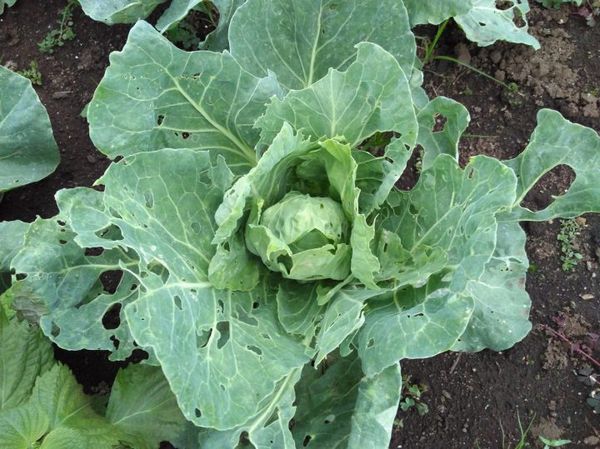 アブラムシの食害のキャベツの画像