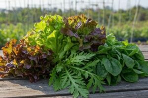 リーフレタス・春菊・ほうれん草の画像